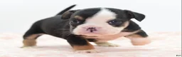 Mixed Breed dogs for sale: Princess  - Ad 5