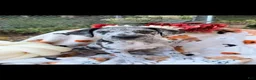 Great Dane dogs for sale: Great Dane 3 - Ad 2