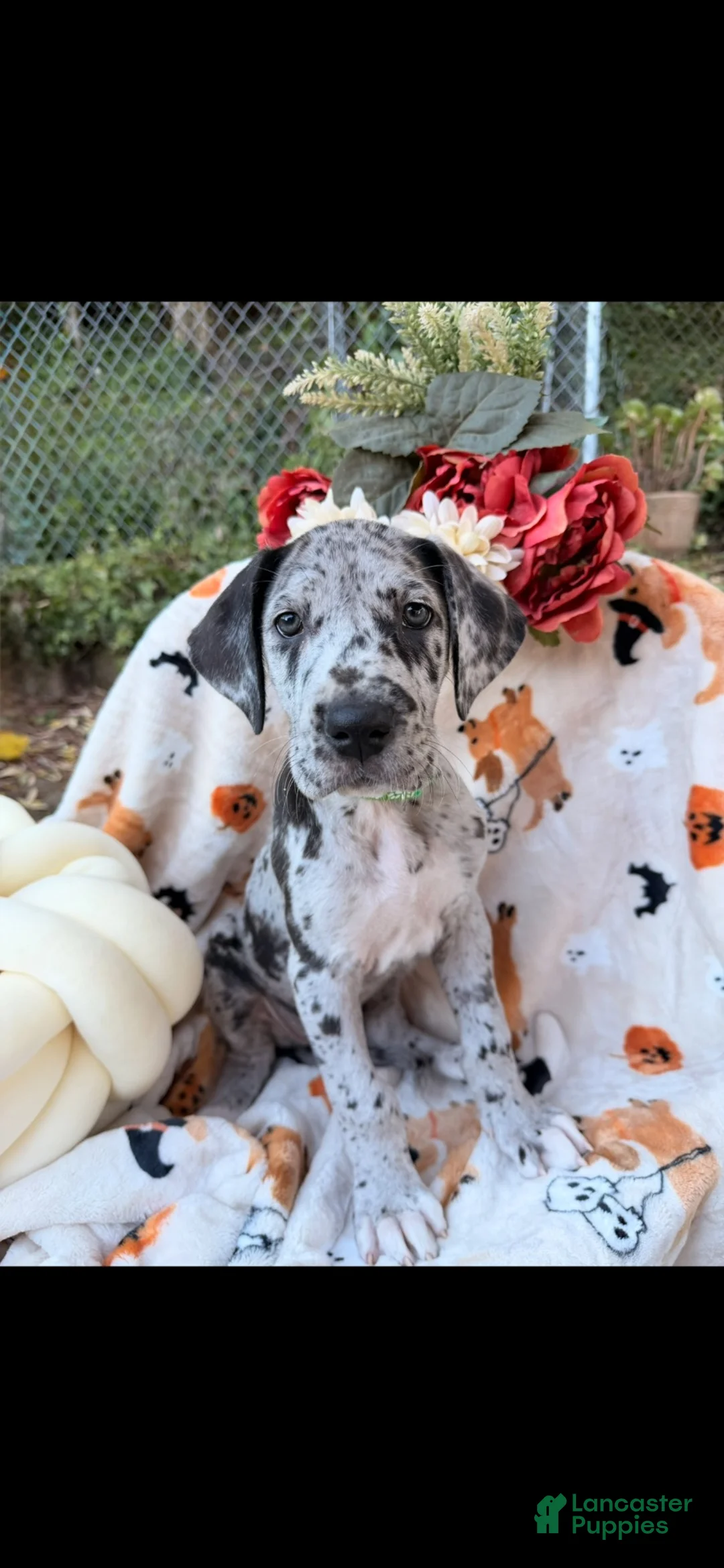 Great Dane dogs for sale: Great Dane 3 - Ad 2
