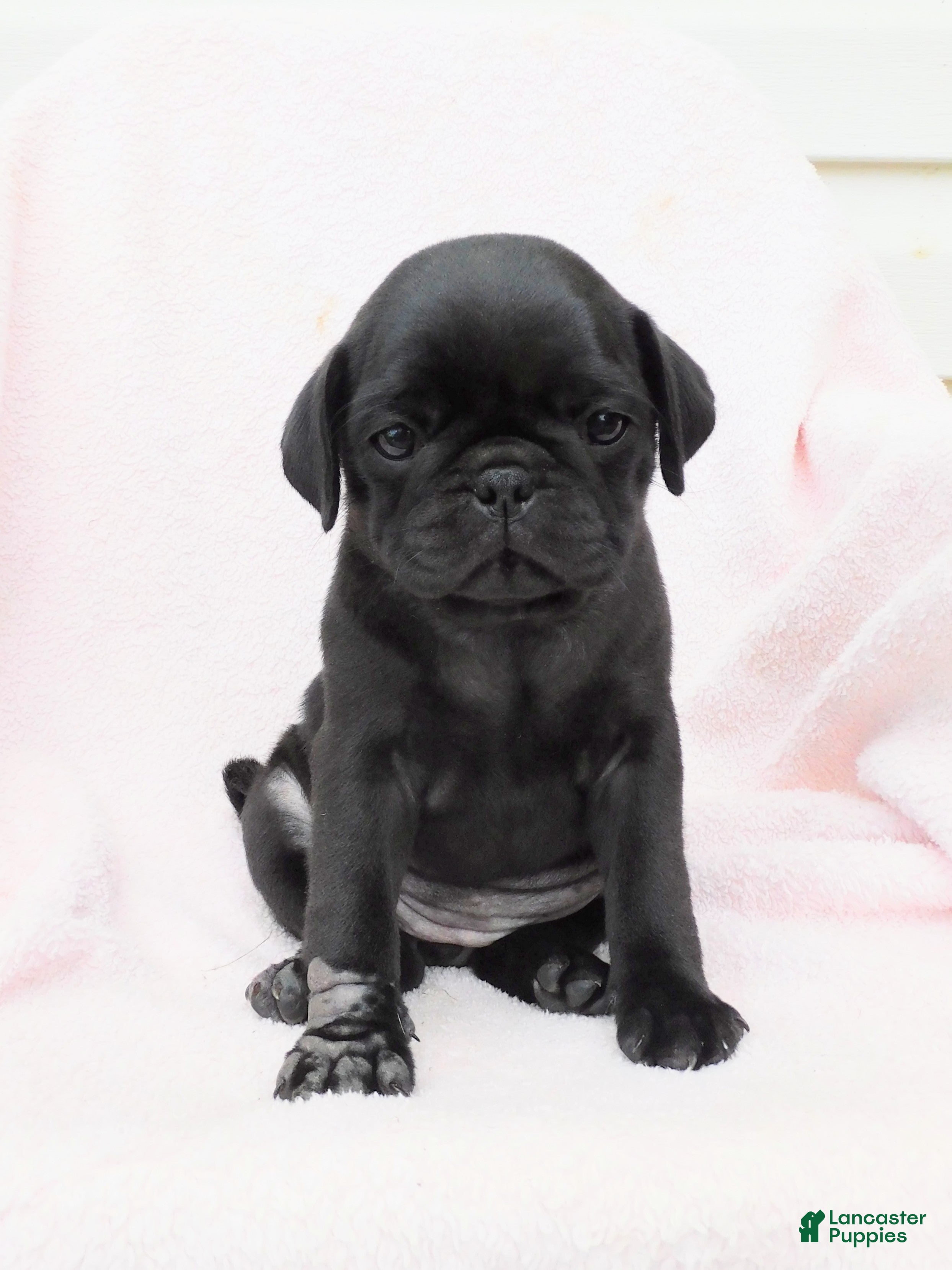 Pug dogs Lilly - Ad 1