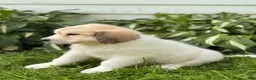 Great Pyrenees dogs for sale: Rhonda - Ad 15