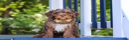 Cavapoo dogs for sale: Teddy - Ad 4