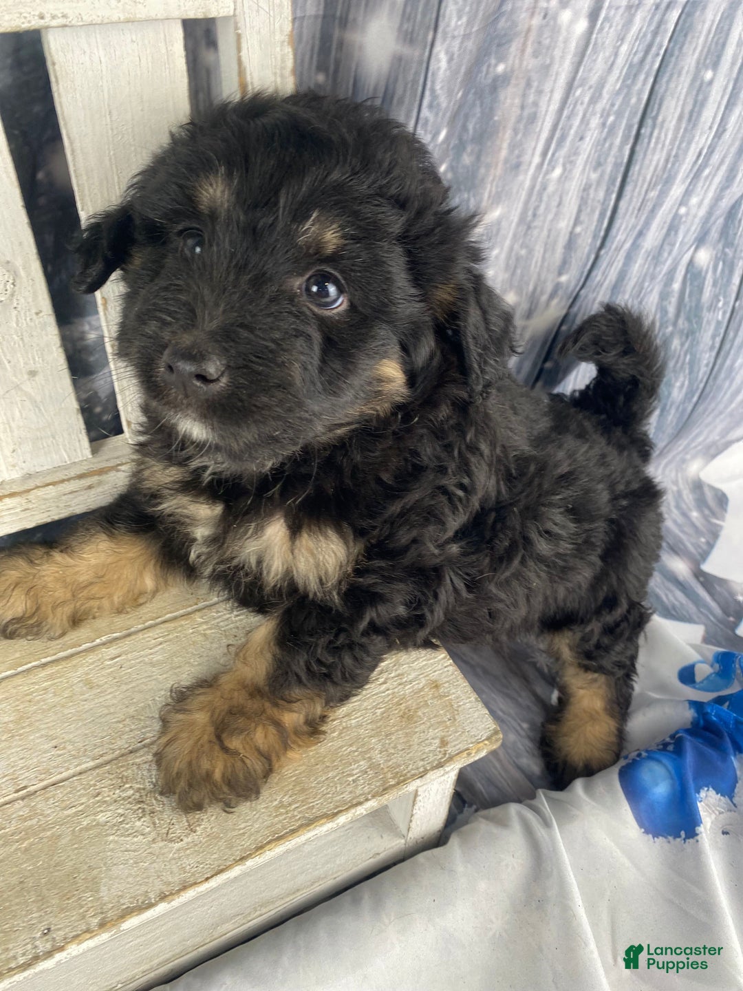 Mini Aussiedoodle dogs for sale: Isaiah - Ad 5