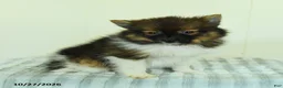 Pomeranian dogs for sale: Teddy - Ad 2