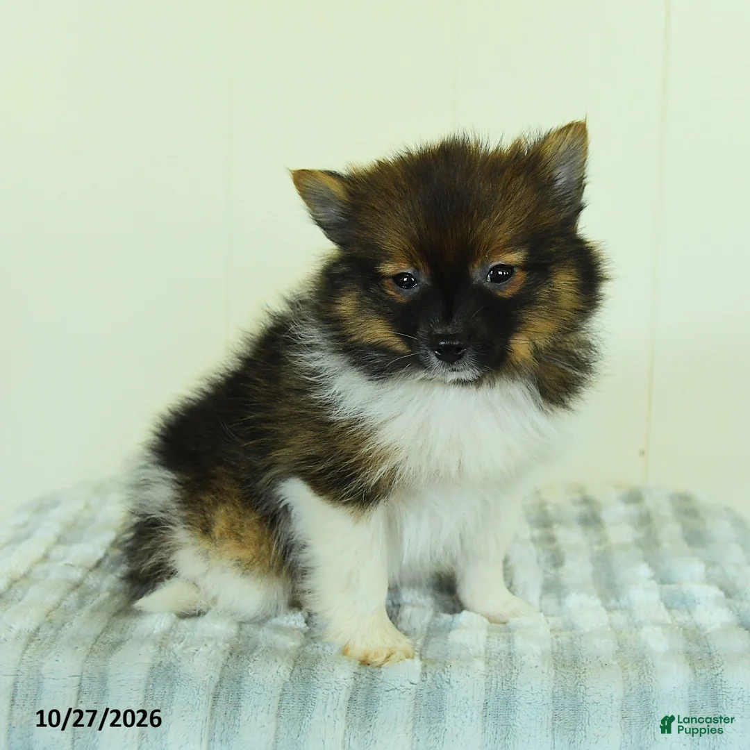 Pomeranian dogs for sale: Teddy - Ad 2