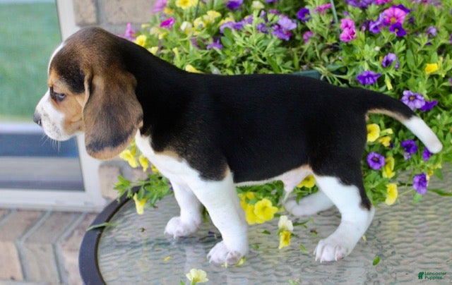 Beagle dogs for sale: Luke - Ad 6