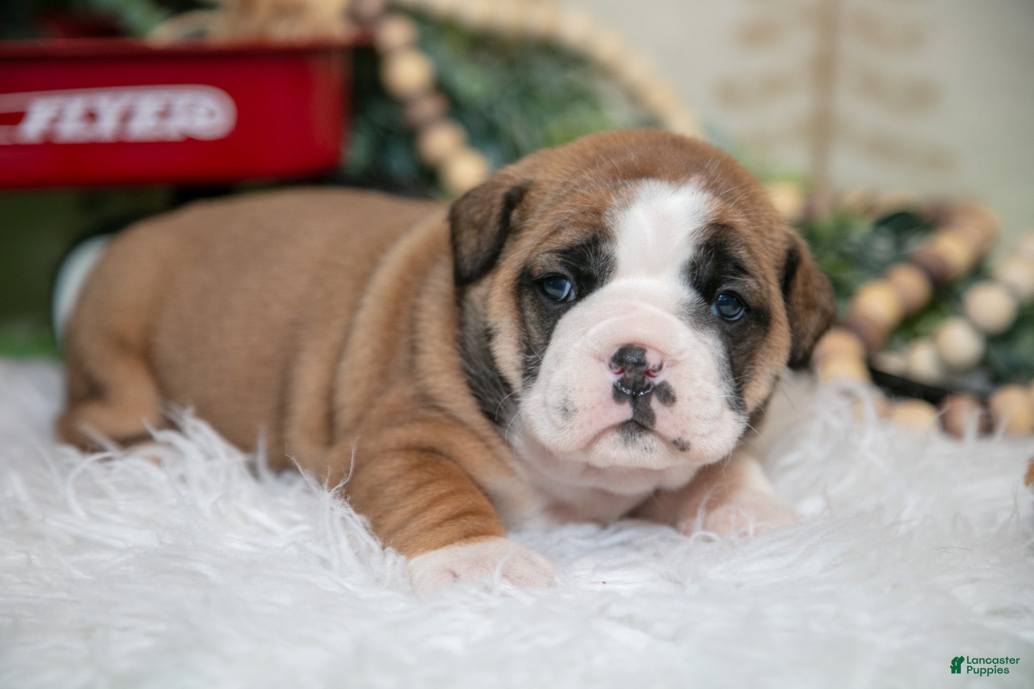 Mixed Breed dogs Clairy - Ad 23