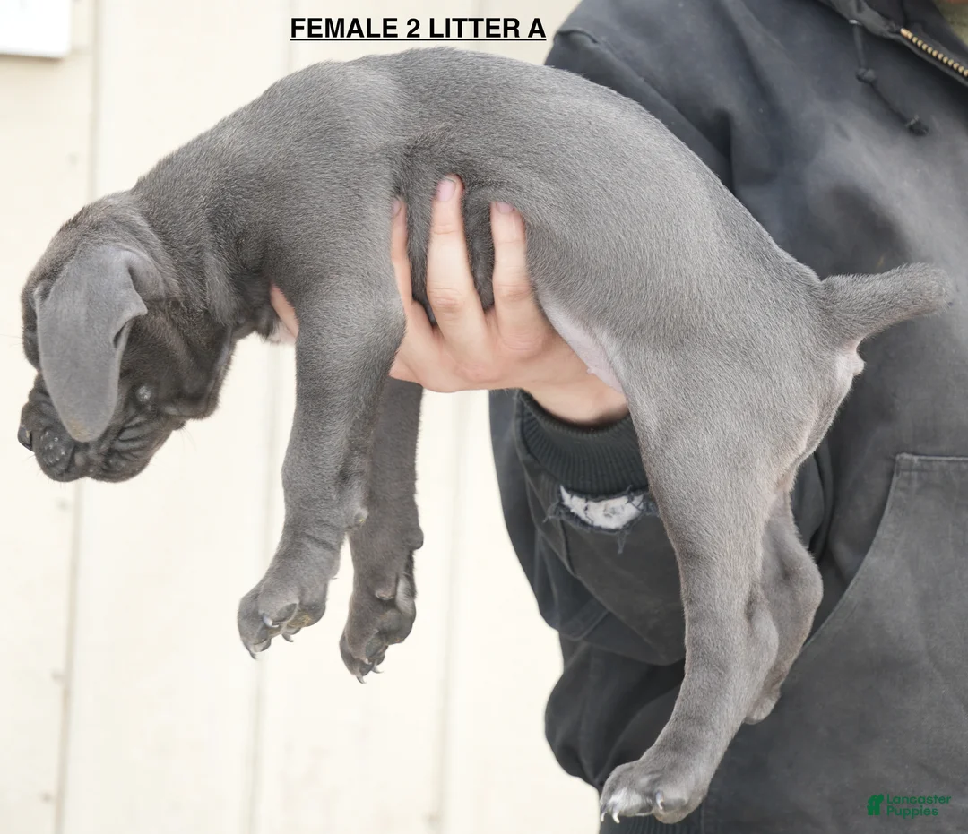 Cane Corso dogs for sale: Female 2 Litter A - Ad 2