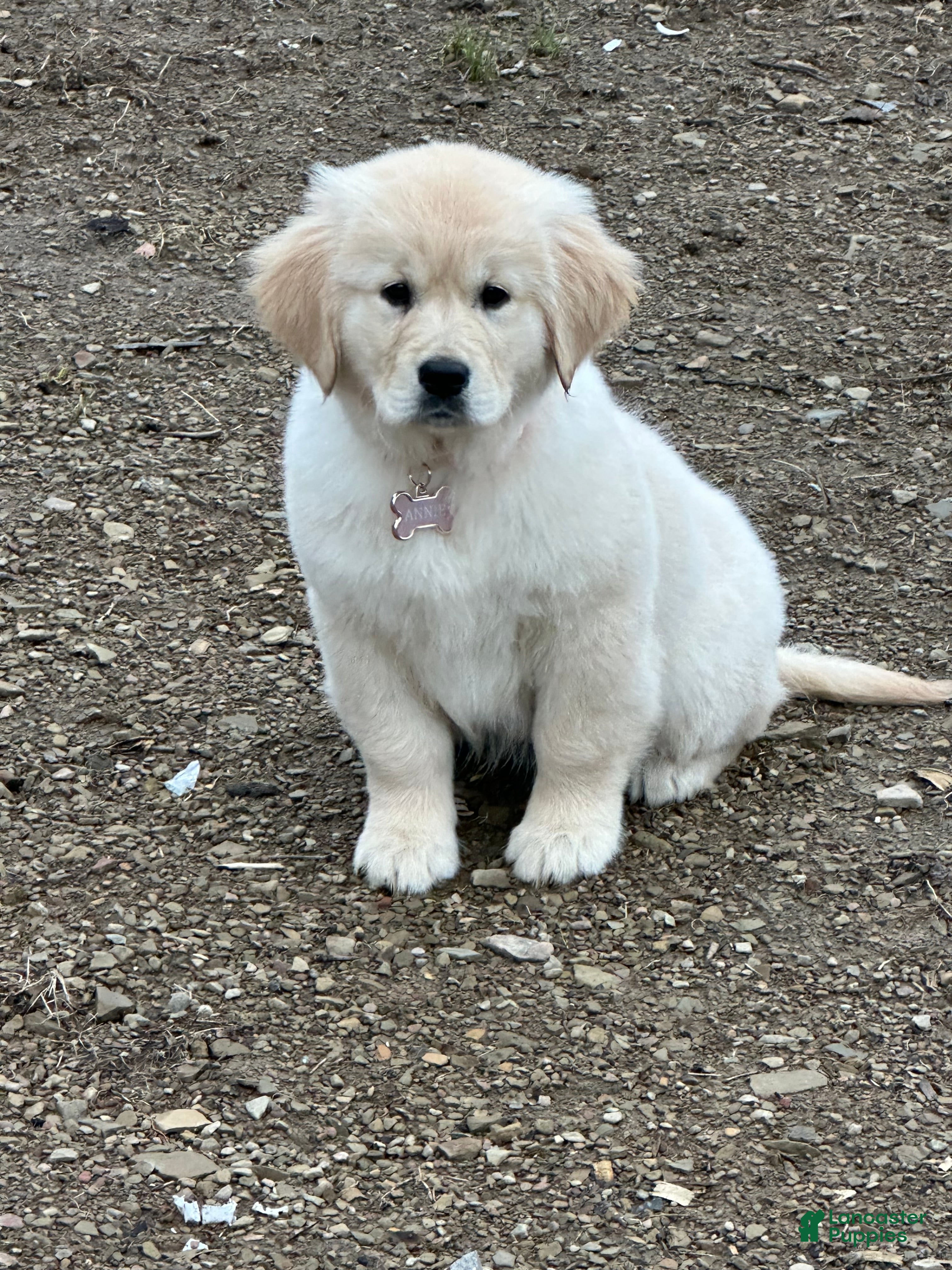 Golden Retriever dogs Golden Retriever Puppy 1 - Ad 1