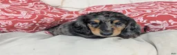 Dachshund dogs for sale: Dachshund 4 - Ad 3