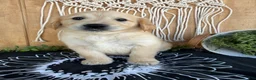 Golden Retriever dogs for sale: Grace - Ad 7