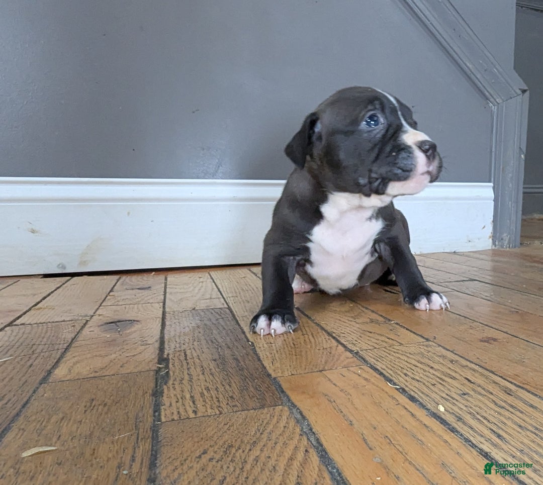 American Bully dogs for sale: Rage - Ad 10