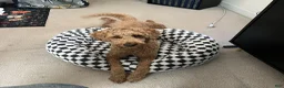 Mini Goldendoodle dogs for sale: Mini Goldendoodle 2 - Ad 7