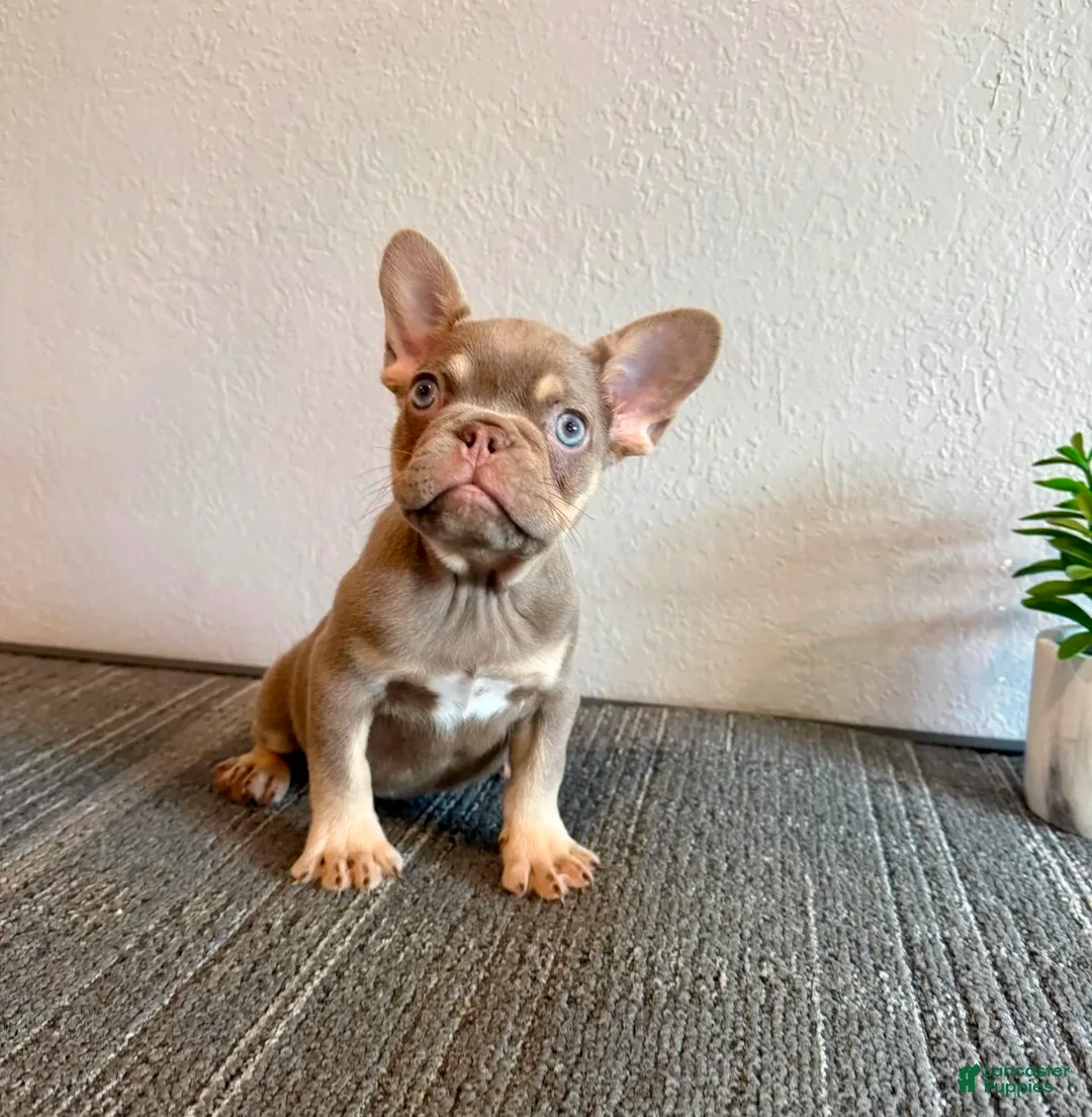 French Bulldog dogs for sale: CHUCKY - ISABELLA Fluffy Carrier in CALI, USA DELIVERY OPTIONS! - Ad 1