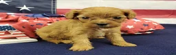 Cavapoo dogs for sale: Shay - Ad 5