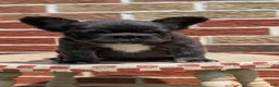 French Bulldog dogs for sale: Ezi - Ad 3