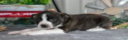 Mixed Breed dogs for sale: Stacy - Ad 3