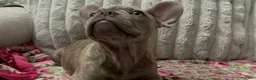 French Bulldog dogs for sale: Charlotte - Ad 20