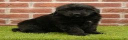 Newfoundland dogs for sale: Betsy - Ad 5