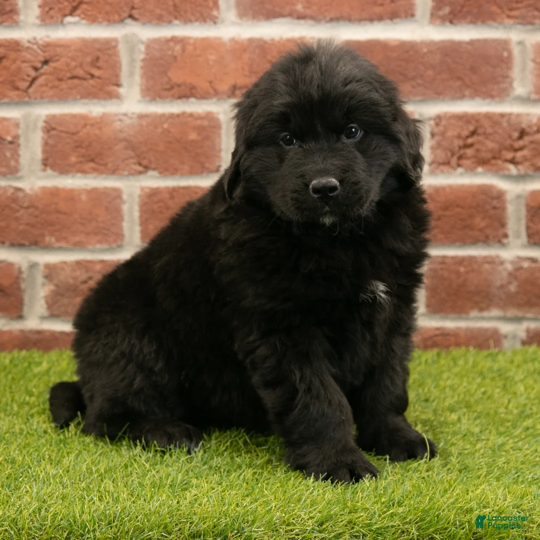 Newfoundland dogs for sale: Betsy - Ad 5