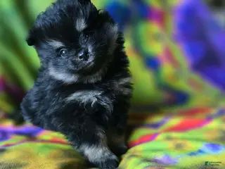 Pomeranian dogs Marilyn - Ad 3