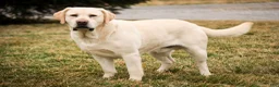 Labrador Retriever dogs for sale: Shenandoah - Ad 9