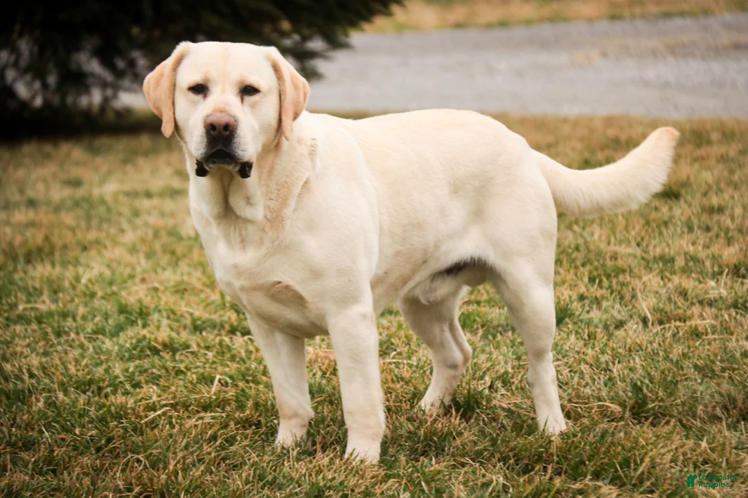 Labrador Retriever dogs for sale: Sharlotte - Ad 9