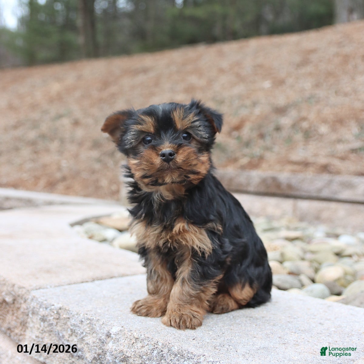 Yorkshire Terrier dogs Darcy - Ad 10