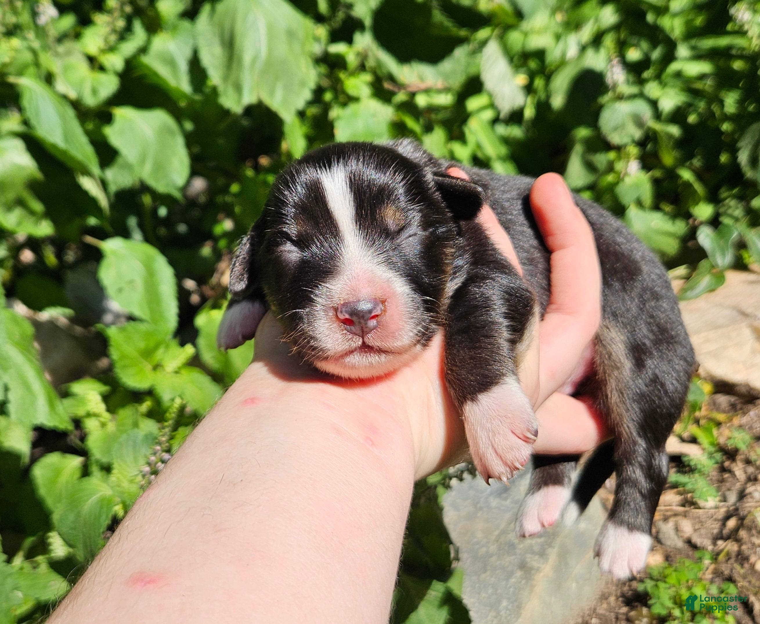Australian Shepherd dogs Australian Shepherd 1 - Ad 5