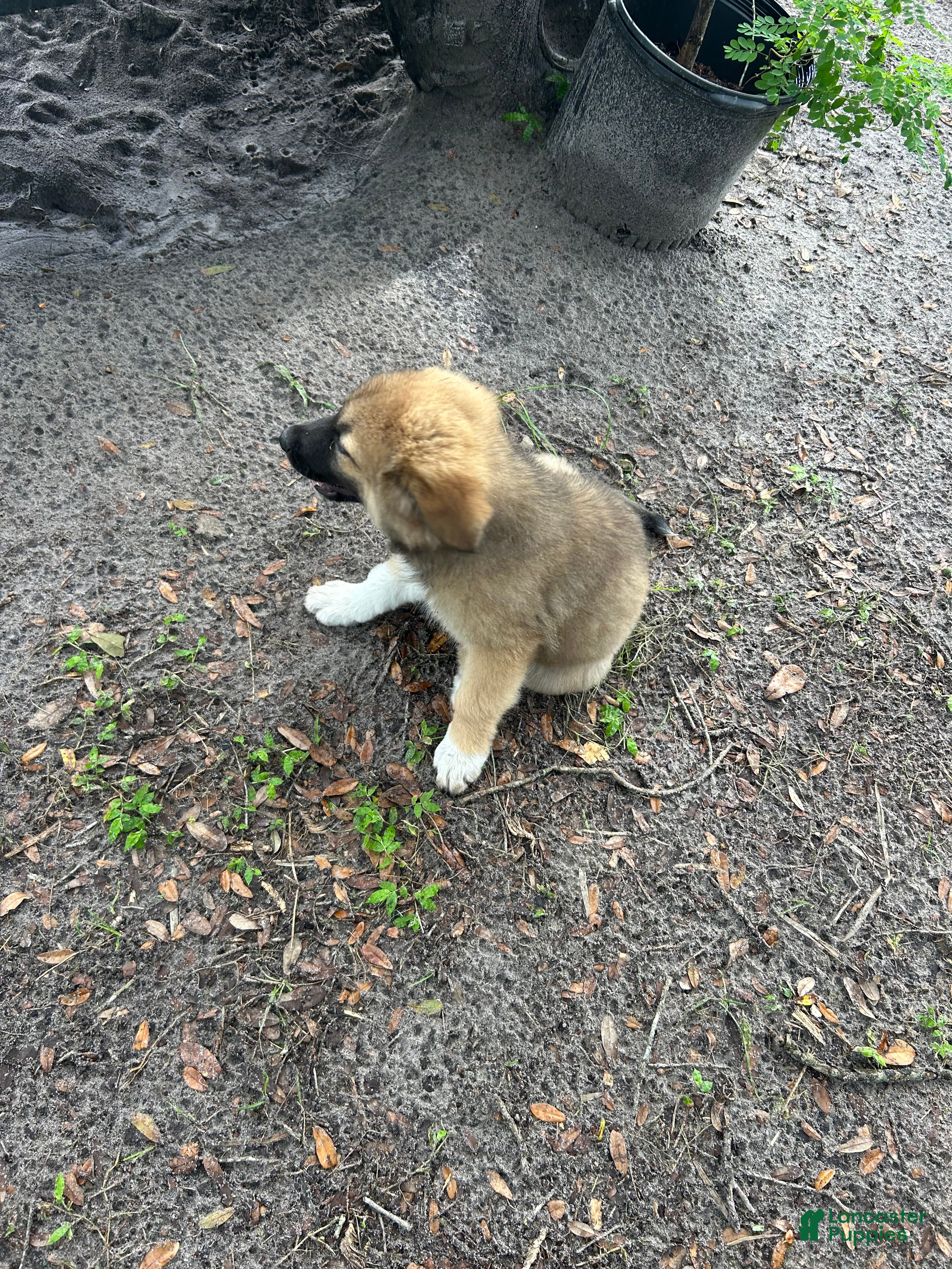 Mixed breed