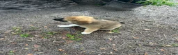 Mixed Breed dogs for sale: Mixed Breed 2 - Ad 1