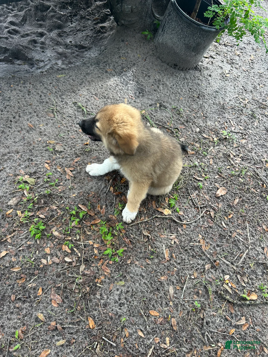 Mixed Breed dogs for sale: Mixed Breed 2 - Ad 1