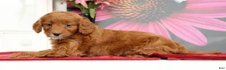 Mini Goldendoodle dogs for sale: Mia - Ad 5