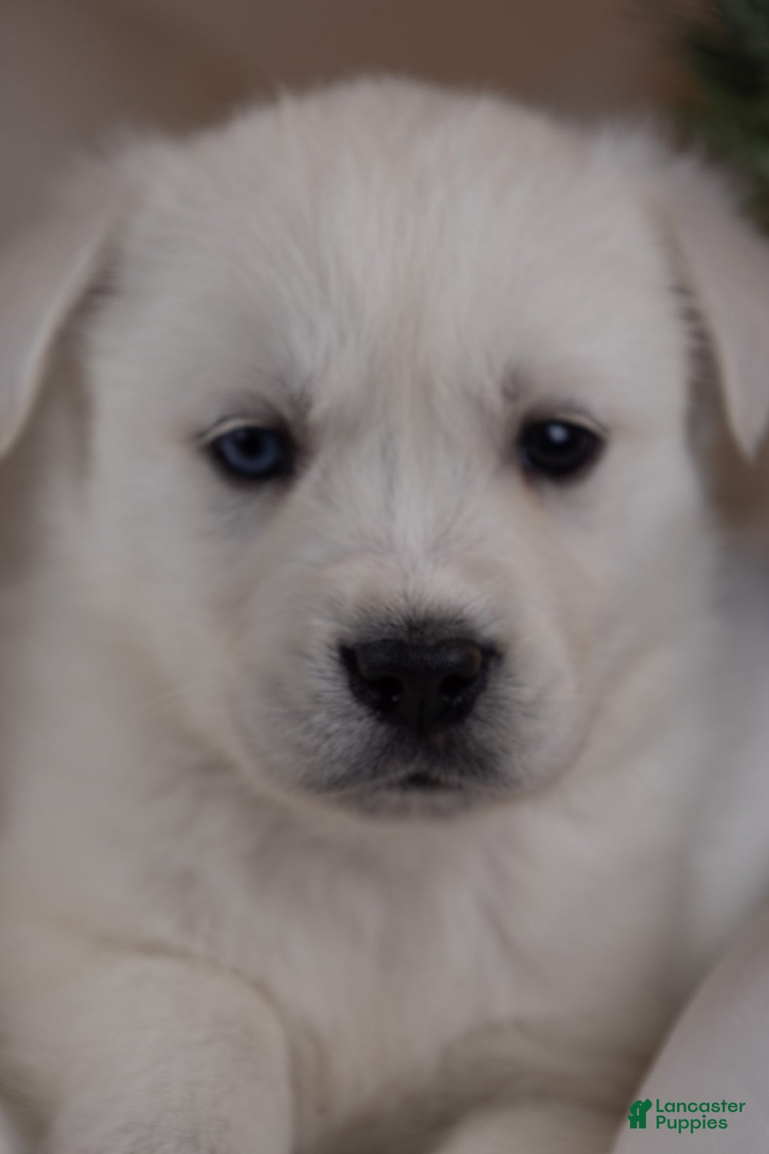 Goberian dogs for sale: Bear - Ad 6