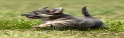 Chihuahua dogs for sale: Waylon Chihuahua Puppy  - Ad 4