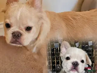 French Bulldog dogs 🐾 Frenchie - Ad 15
