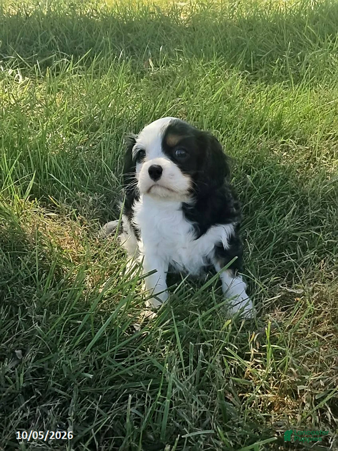 Cavalier King Charles Spaniel dogs for sale: Bella - Ad 1
