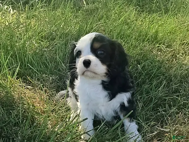 Cavalier King Charles Spaniel dogs for sale: Bella - Ad 1