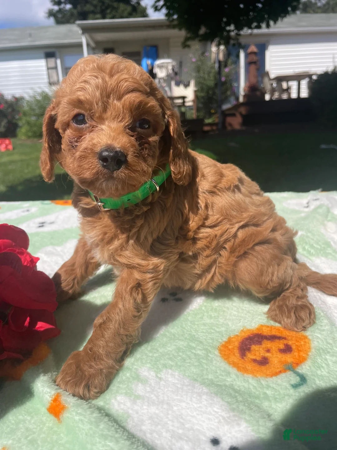 Cavapoo dogs for sale: Biscuit - Ad 4