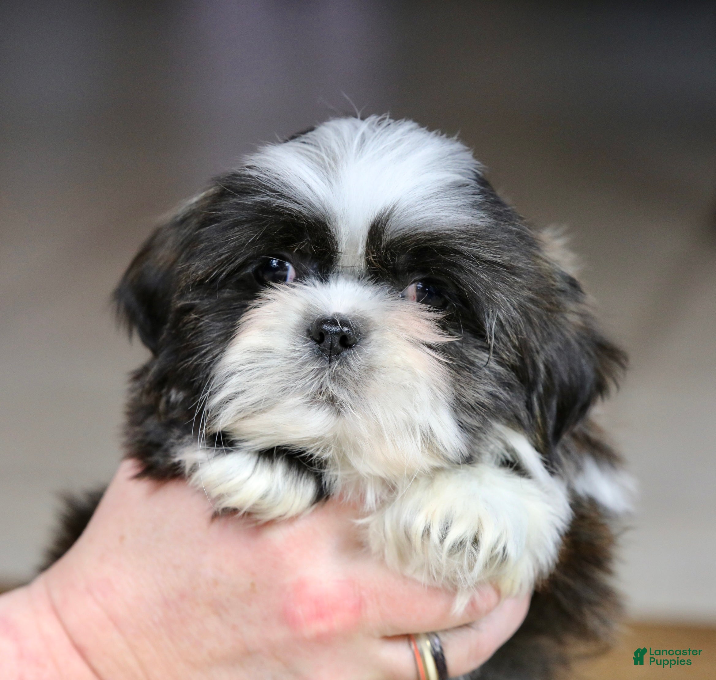 Shih Tzu dogs Stanlee - Ad 2