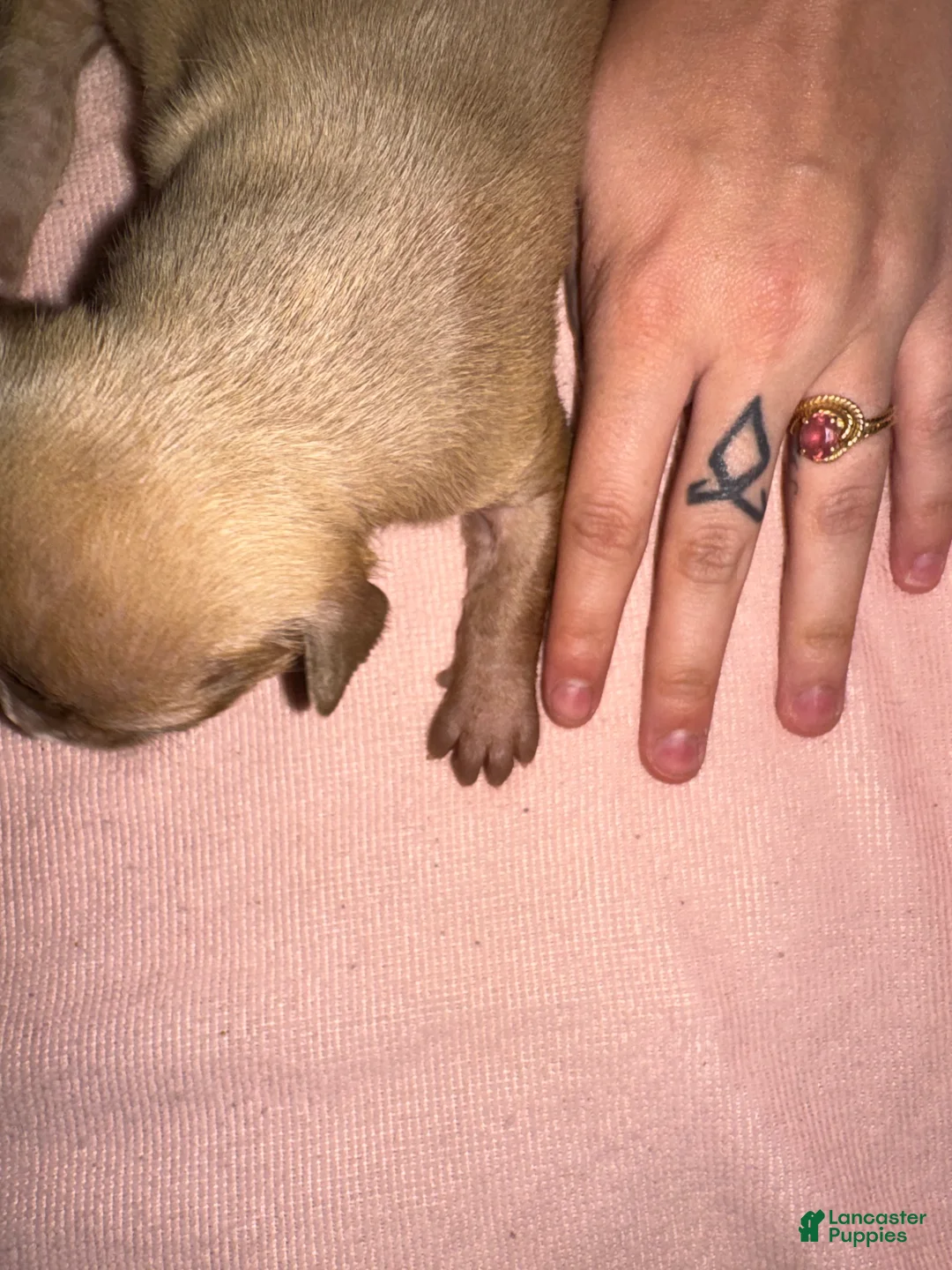 American Pit Bull Terrier dogs for sale: American Pit Bull Terrier Puppy 5 - Ad 2