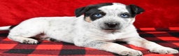 Australian Cattle Dog dogs for sale: Diesel - Ad 7