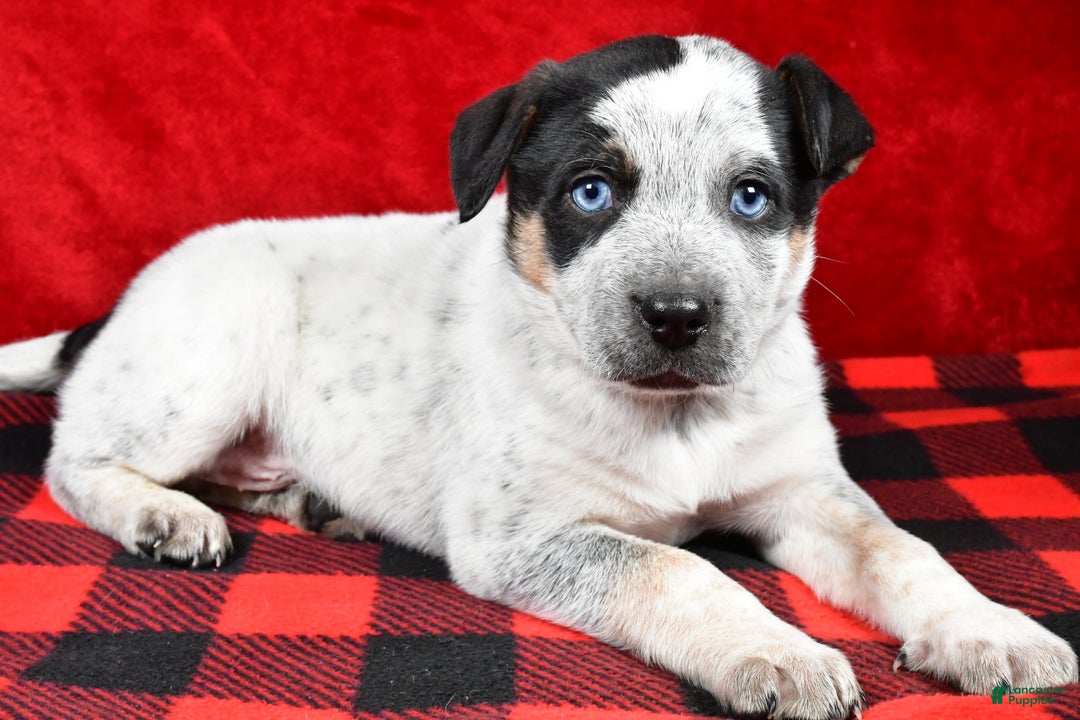 Australian Cattle Dog dogs for sale: Diesel - Ad 7
