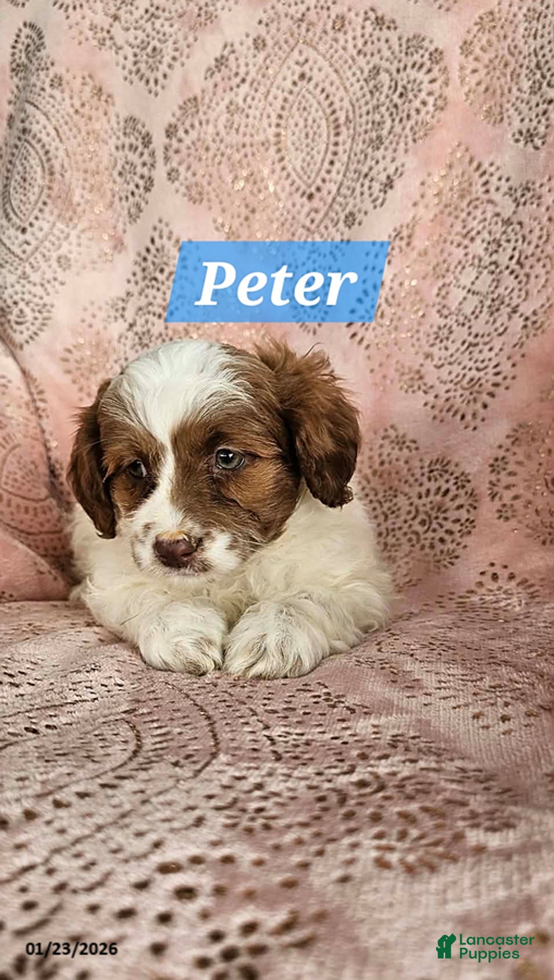 Shihpoo dogs for sale: Peter - Ad 3