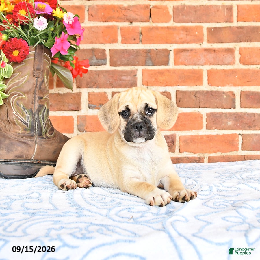 Puggle dogs Taffy - Ad 1