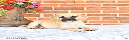 Puggle dogs for sale: Taffy - Ad 1
