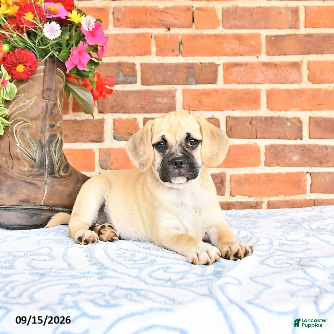 Puggle dogs for sale: Taffy - Ad 1