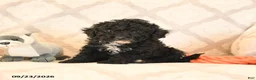 Miniature Poodle dogs for sale: Lance  - Ad 5
