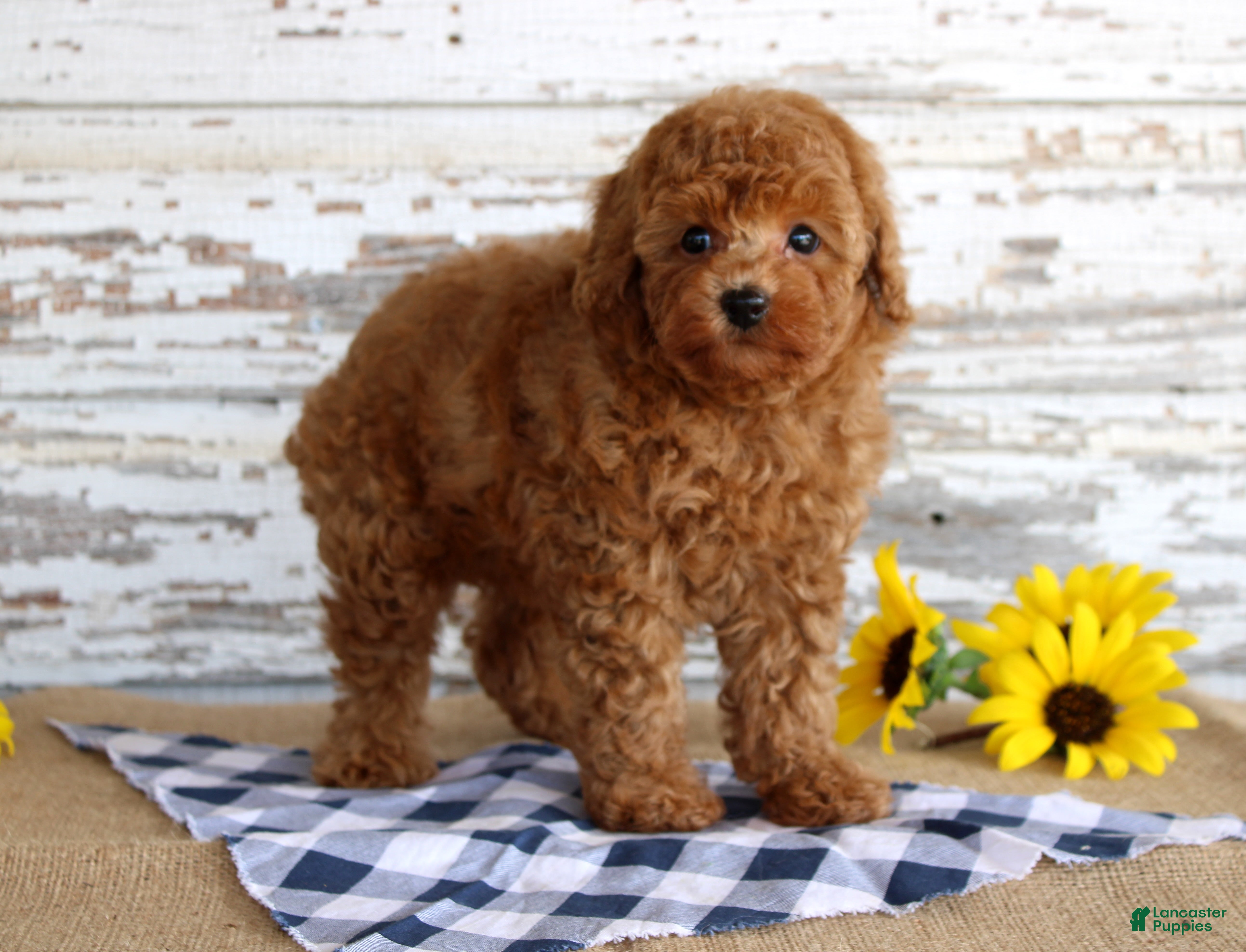 Toy Poodle dogs Bingo - Ad 2