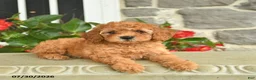 Miniature Poodle dogs for sale: Heather  - Ad 1